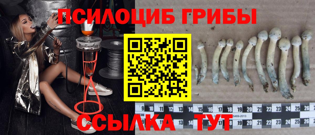 Сибай  дарнет шоп  Вход с VPN  Галлюциногенные грибы Psilocybine cubensis  Галлюциногенные грибы мицелий 